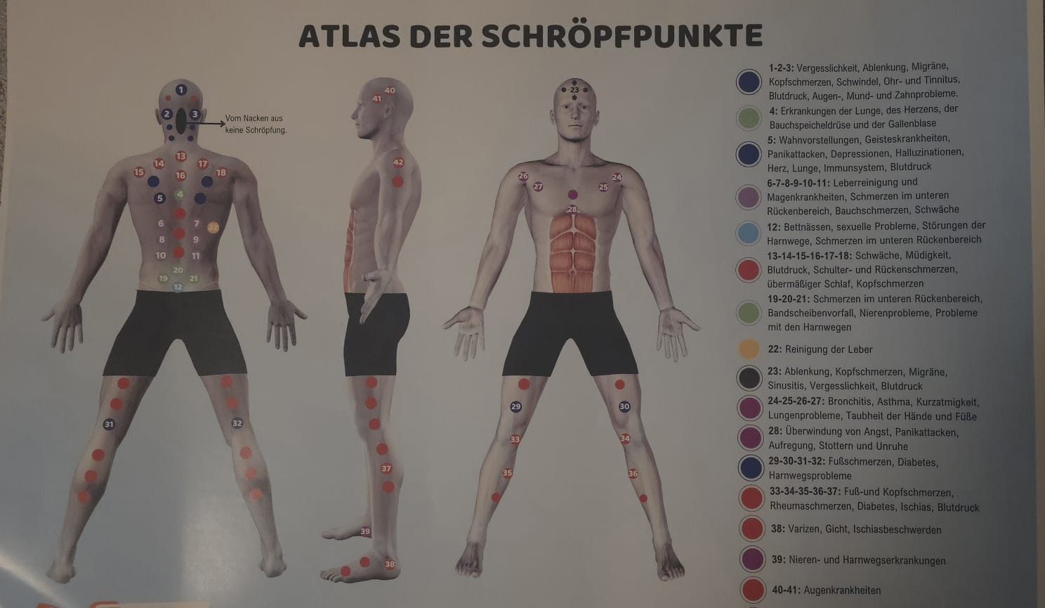 Atlas der Schröpfpunkte